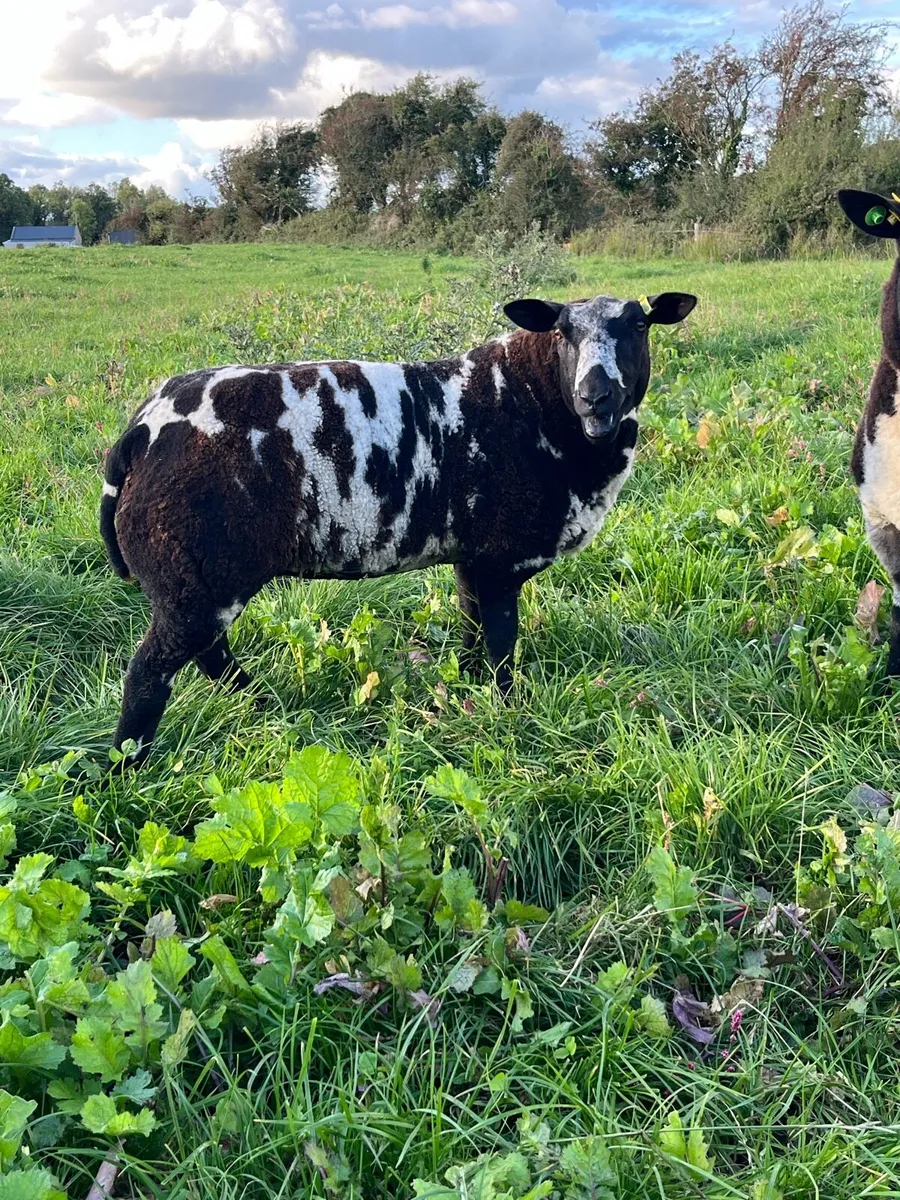 Dutch spotted ewe lambs - Image 2