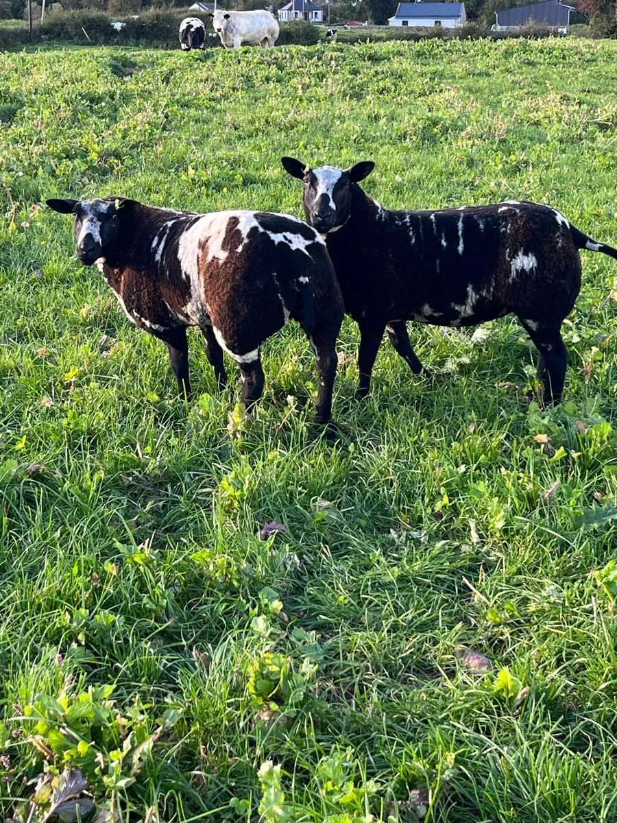 Dutch spotted ewe lambs - Image 4