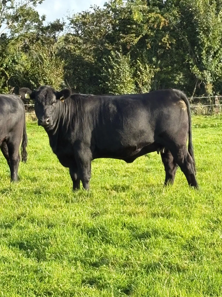 Cattle - Image 2