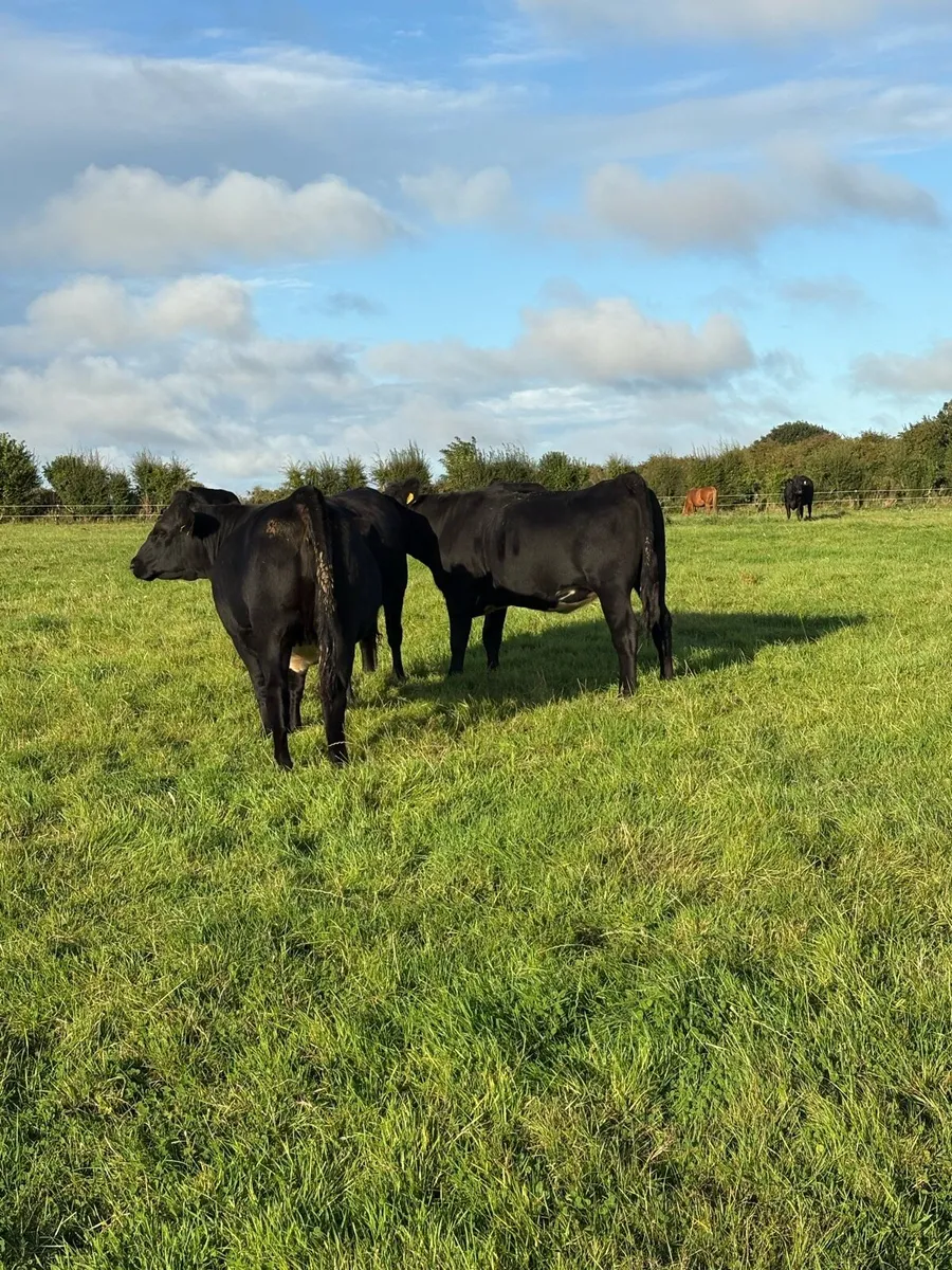 Cattle - Image 3