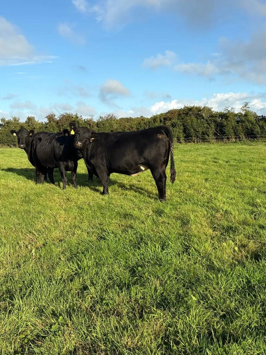 Cattle - Image 4