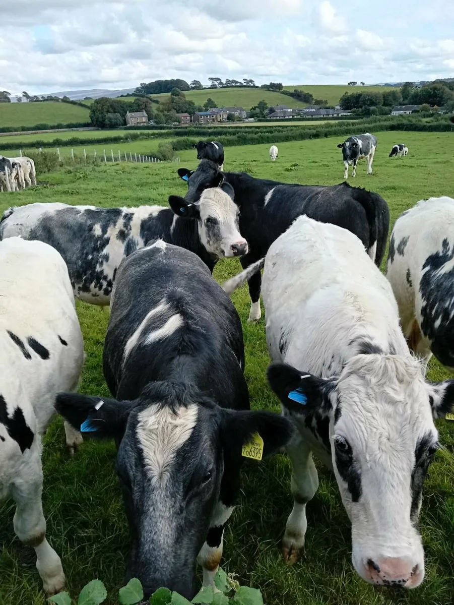 Cattle - Image 1