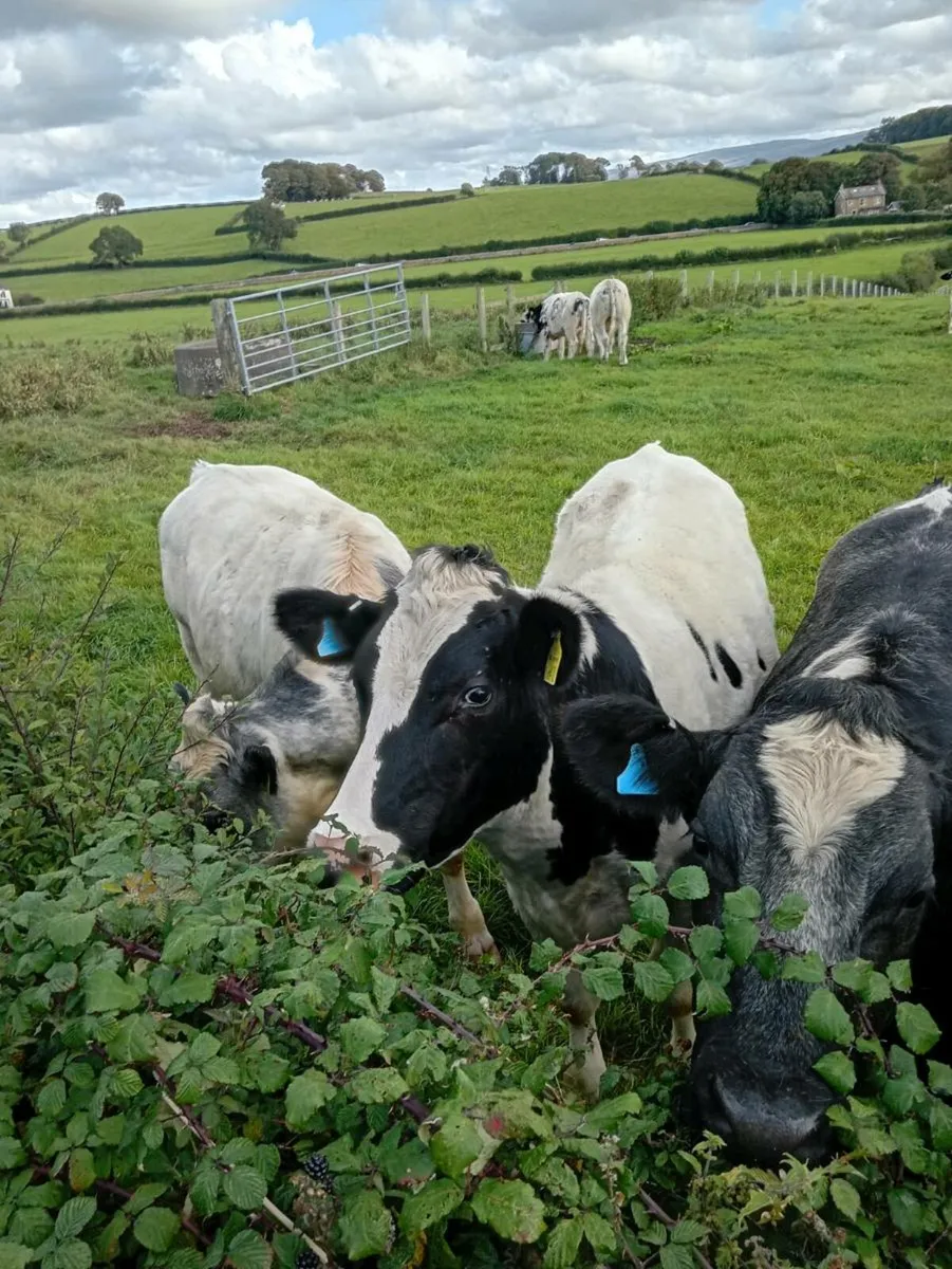 Cattle - Image 3