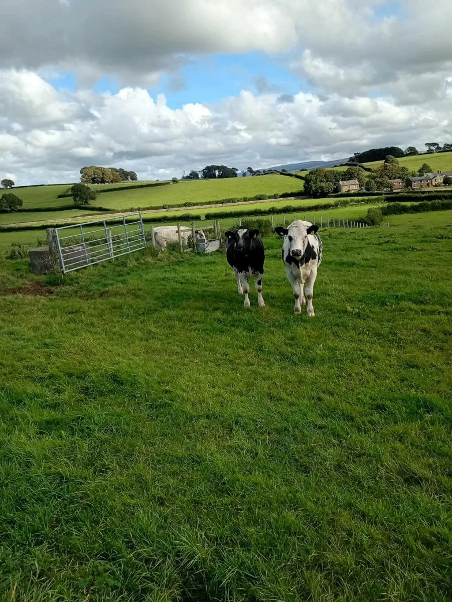 Cattle - Image 4