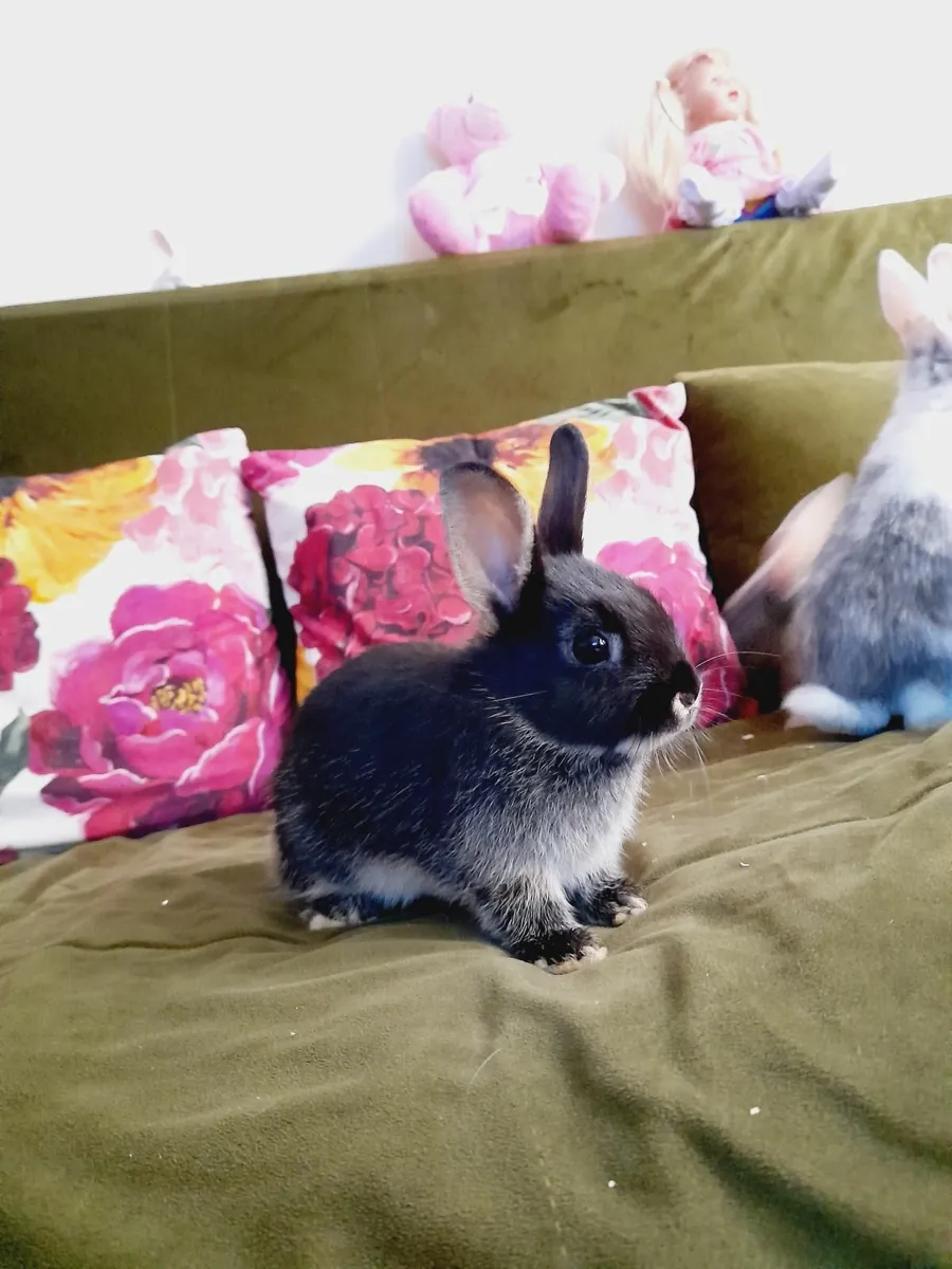 Rabbit - Image 3