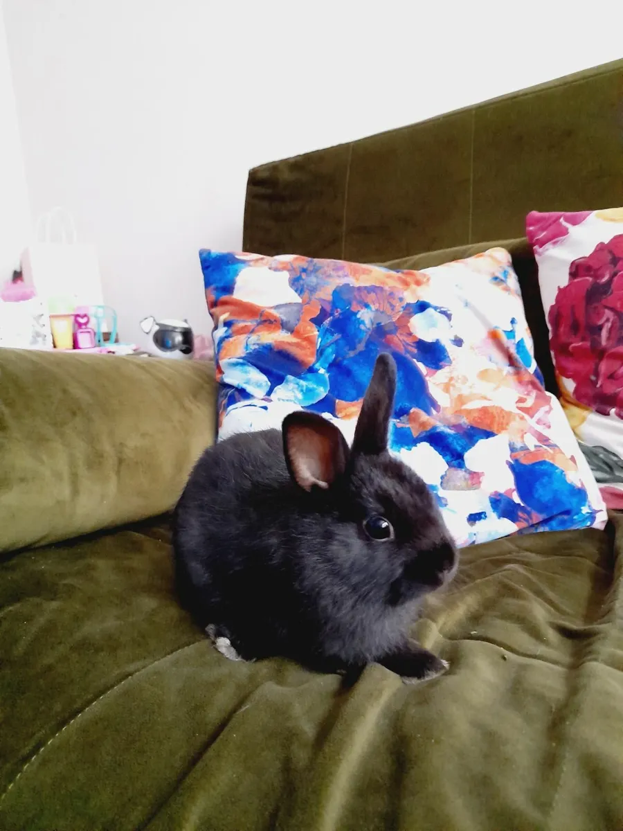 Rabbit - Image 4