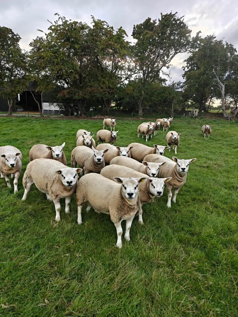 Texel Ram Lambs - Image 1