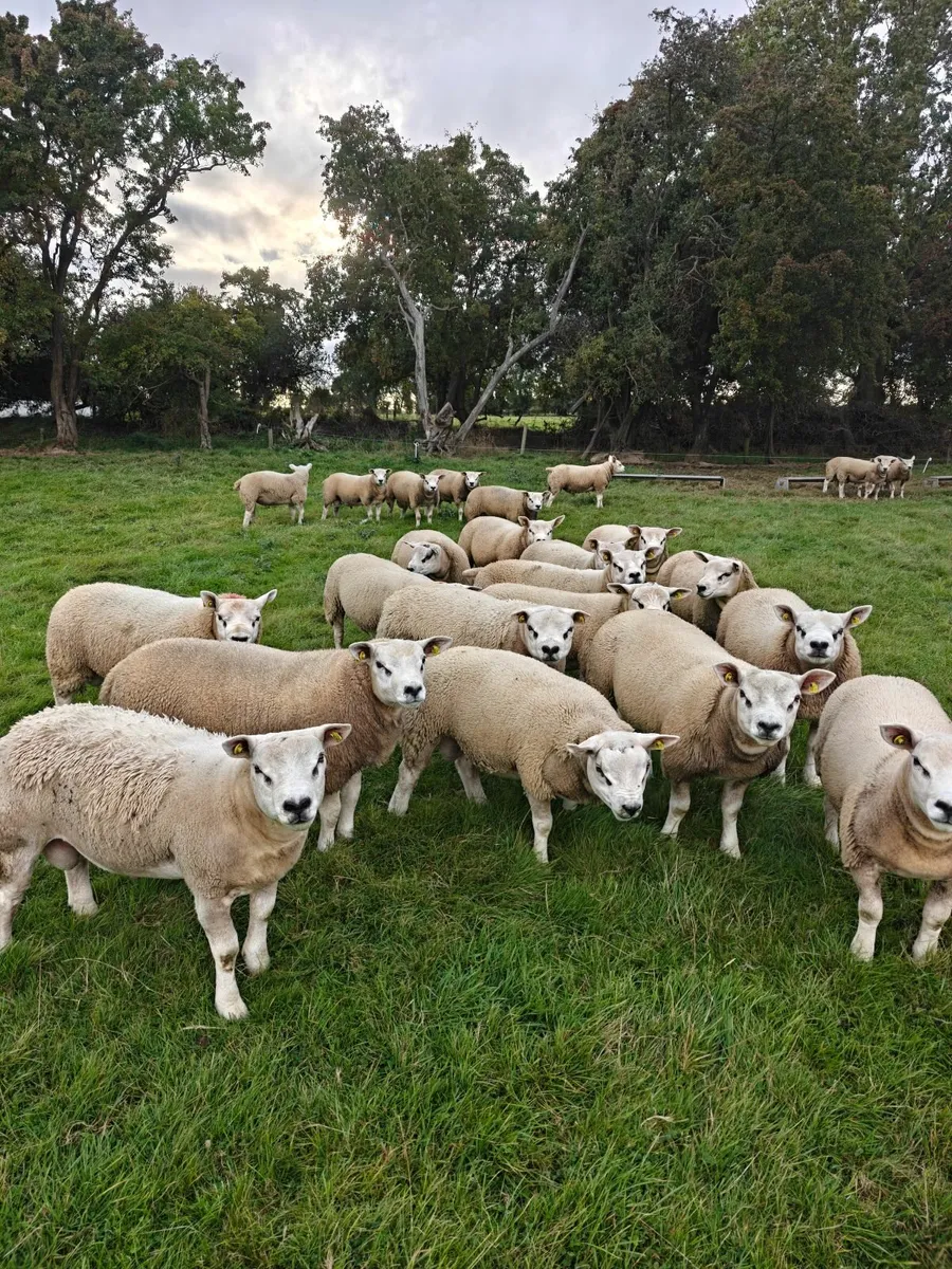 Texel Ram Lambs - Image 2