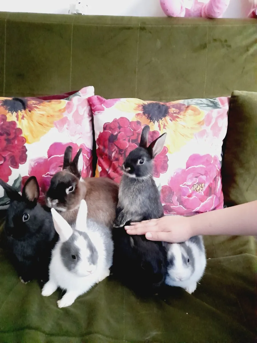 Rabbit - Image 2