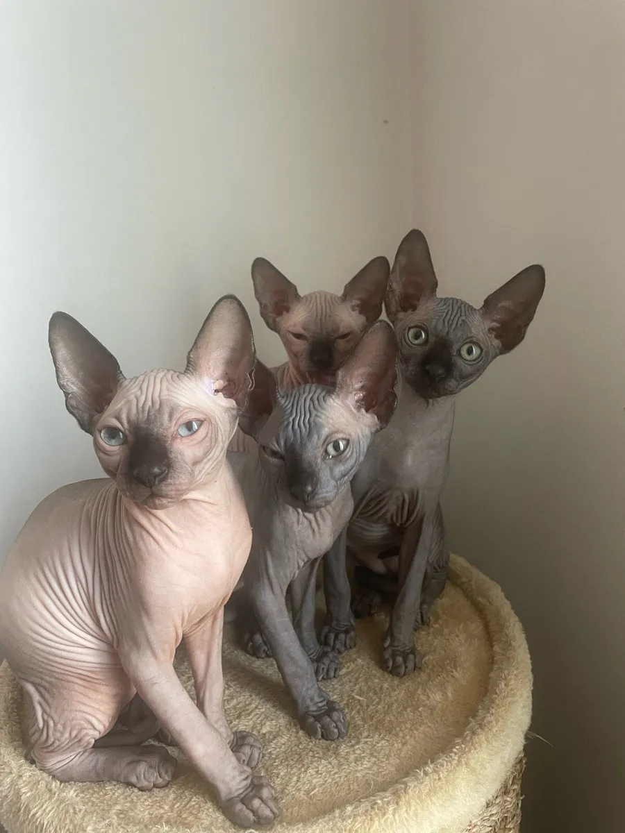 Sphynx kittens - Image 1