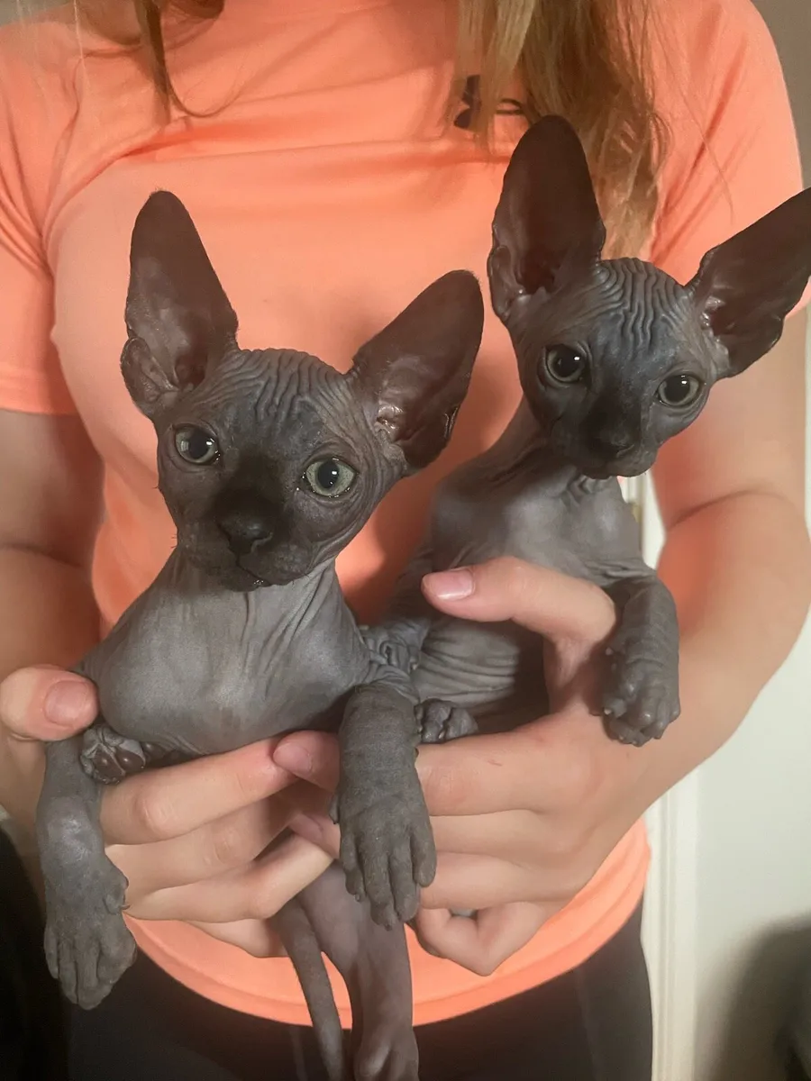 Sphynx kittens - Image 2