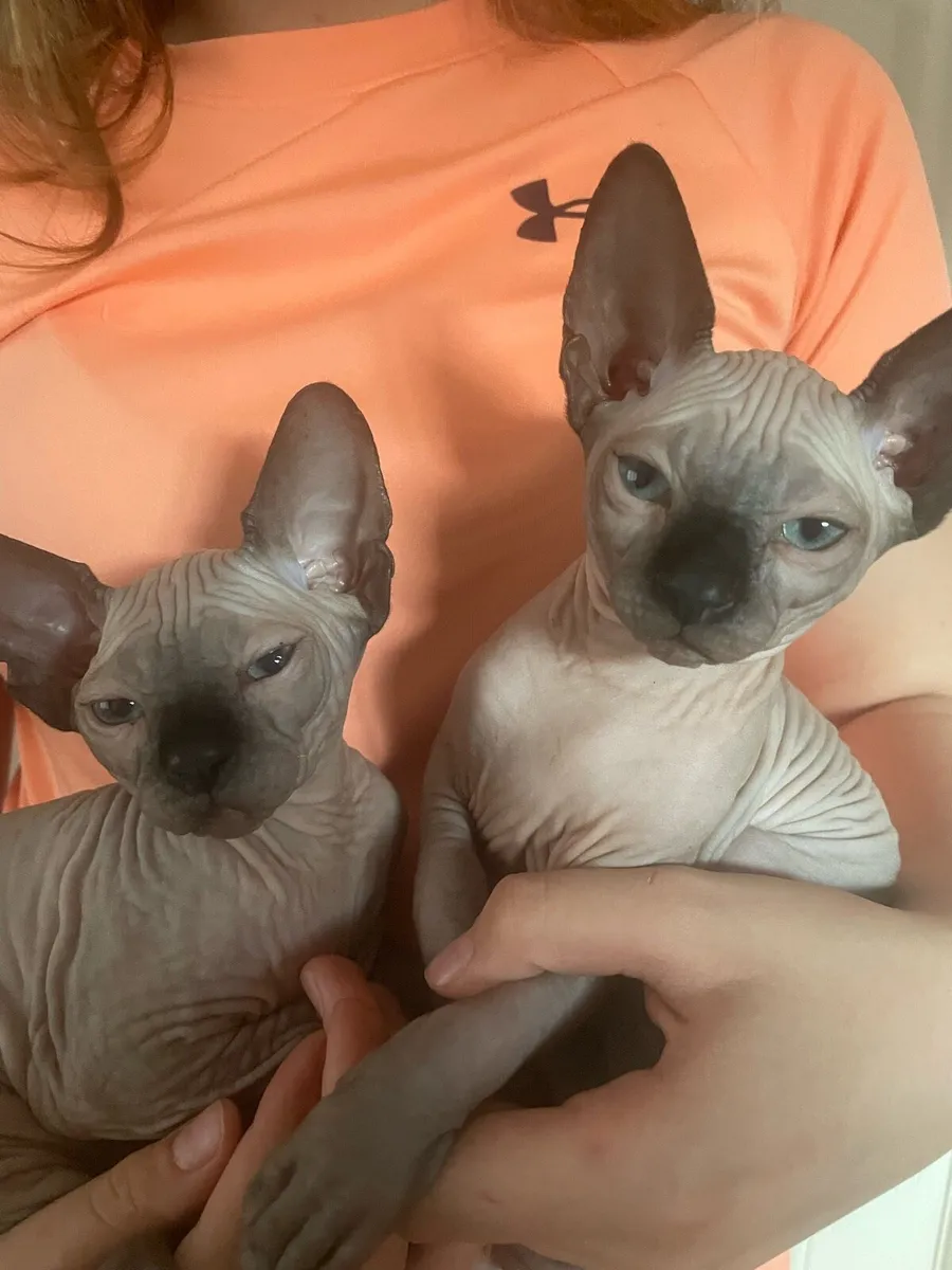 Sphynx kittens - Image 3