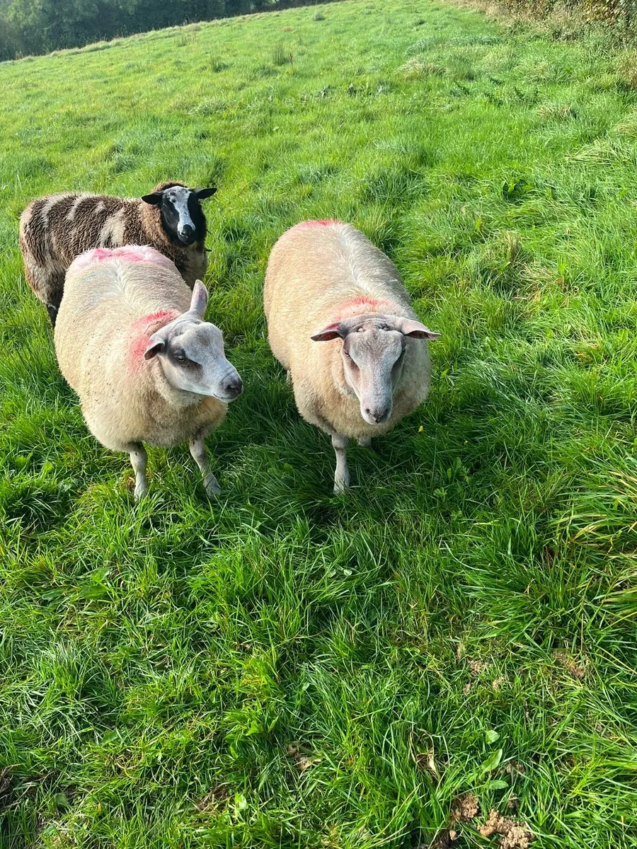 2 super ram lambs - Image 1