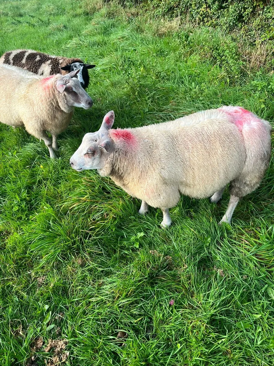 2 super ram lambs - Image 2