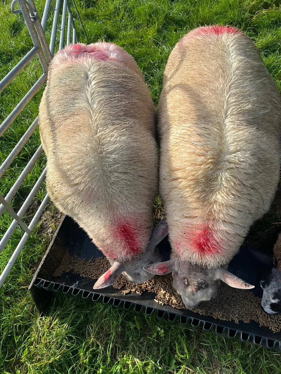 2 super ram lambs - Image 4
