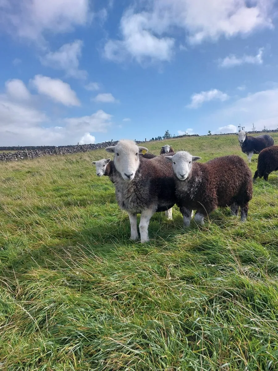 Herdwick Ewes and Hoggets - Image 1