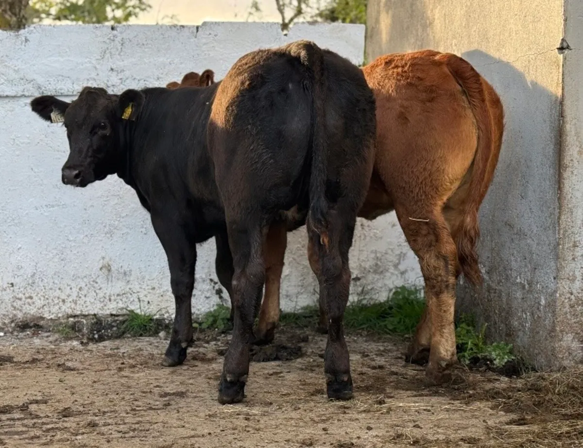 ⭐️2 Super Limousine Breeding Heifers⭐️ - Image 3