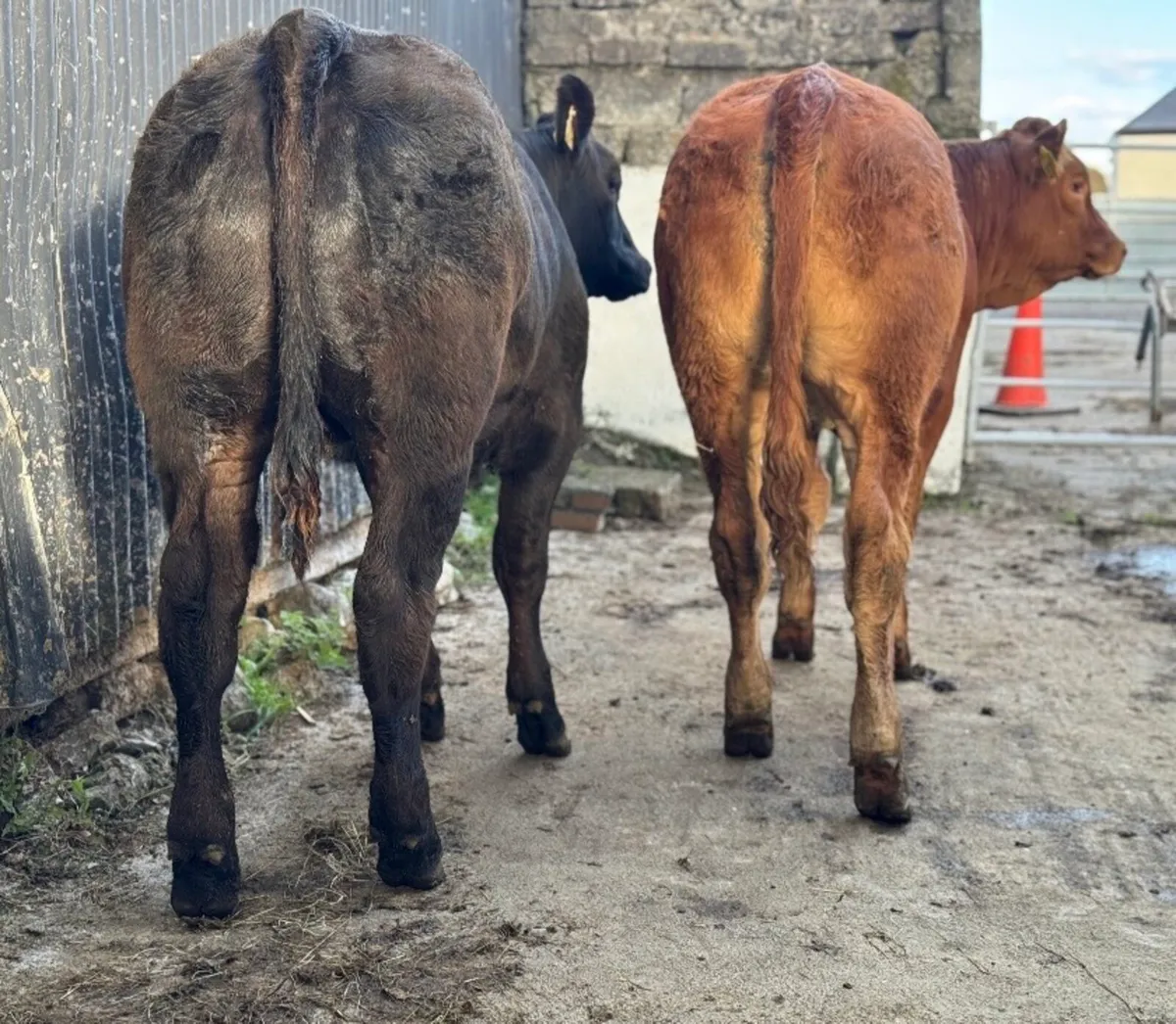 ⭐️2 Super Limousine Breeding Heifers⭐️ - Image 4