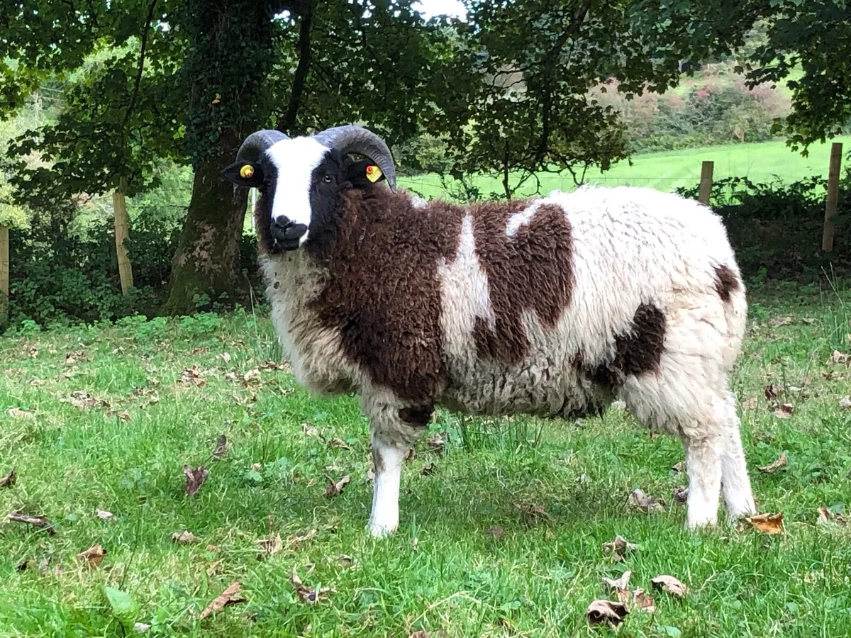 Pedigree Registered Jacob Ram Lamb - Image 1