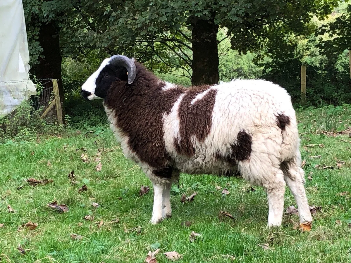 Pedigree Registered Jacob Ram Lamb - Image 4