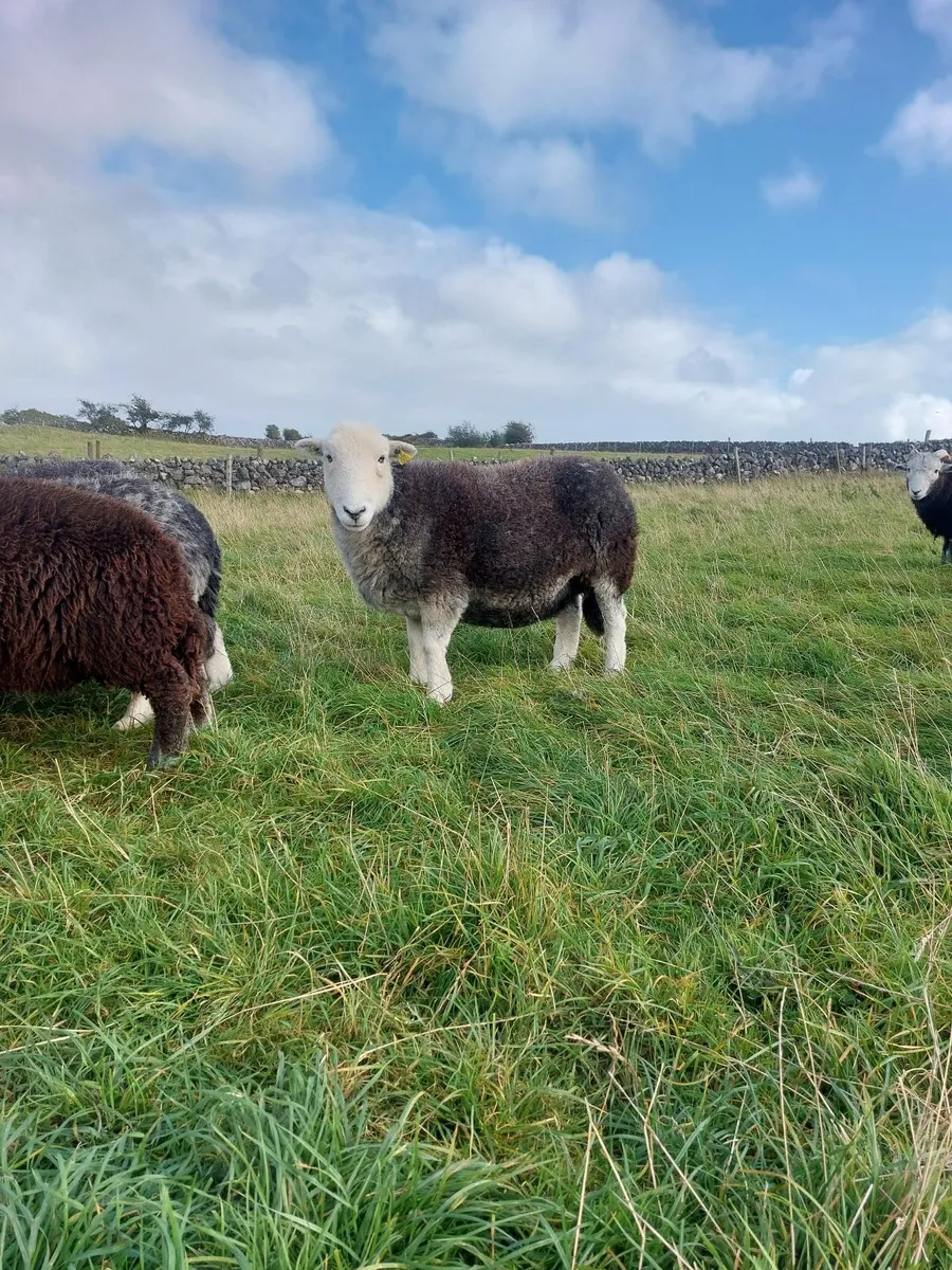 Herdwick Ewes and Hoggets - Image 2