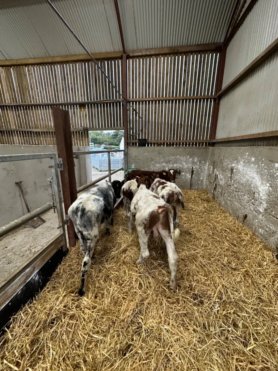 Beef shorthorn bulls - Image 4