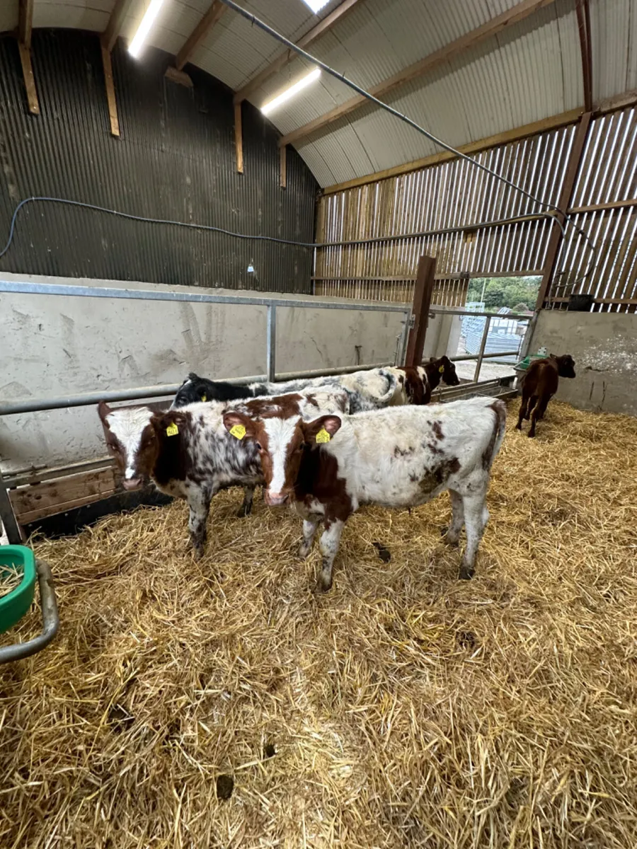 Beef shorthorn bulls - Image 1