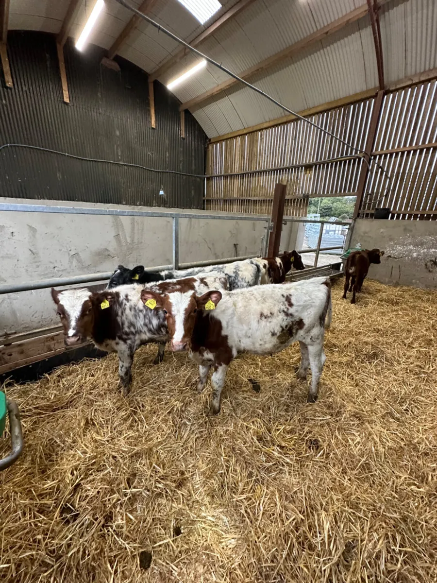 Beef shorthorn bulls - Image 3