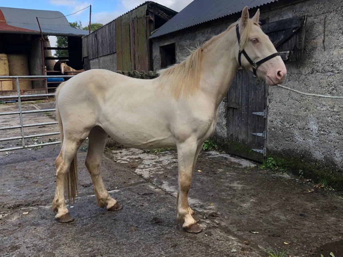 3 year old gelding - Image 1