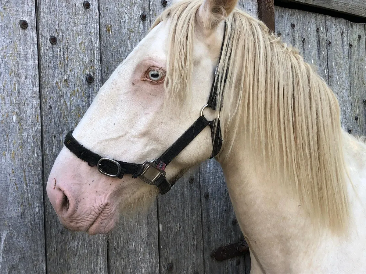 3 year old gelding - Image 2
