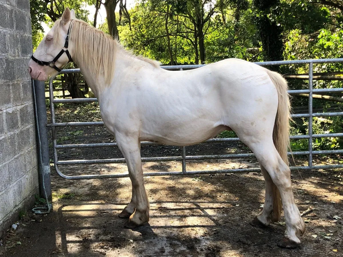 3 year old gelding - Image 3