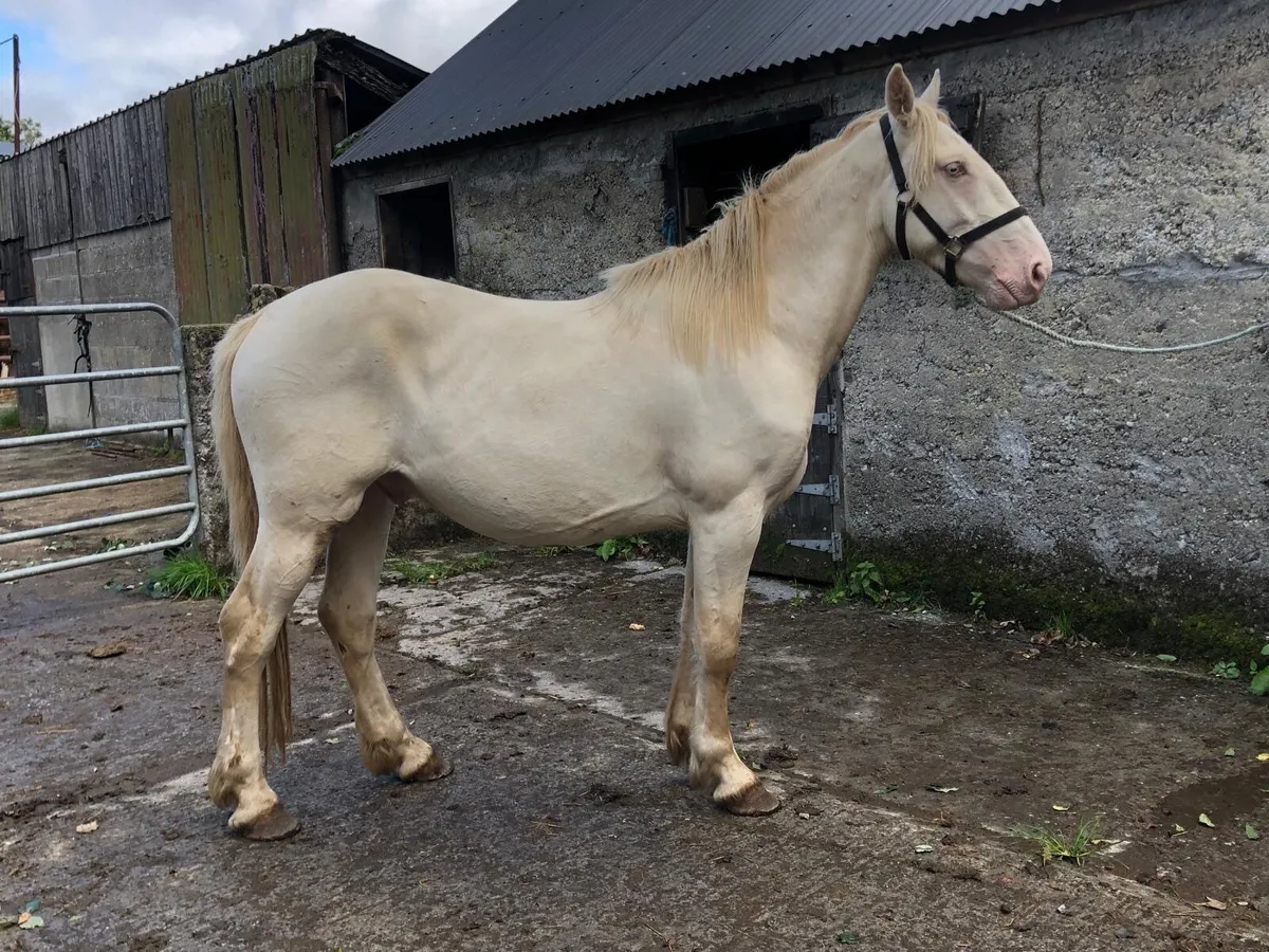 3 year old gelding - Image 4