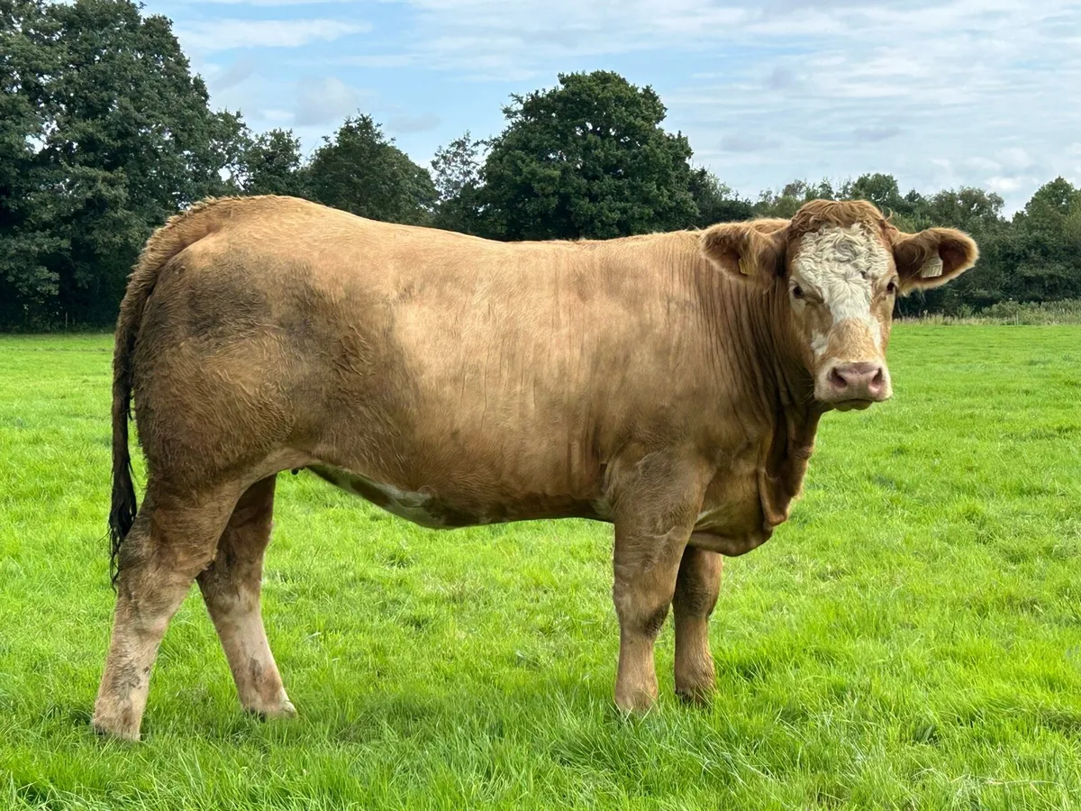 ** Super U and E grade Heifers ** - Image 1