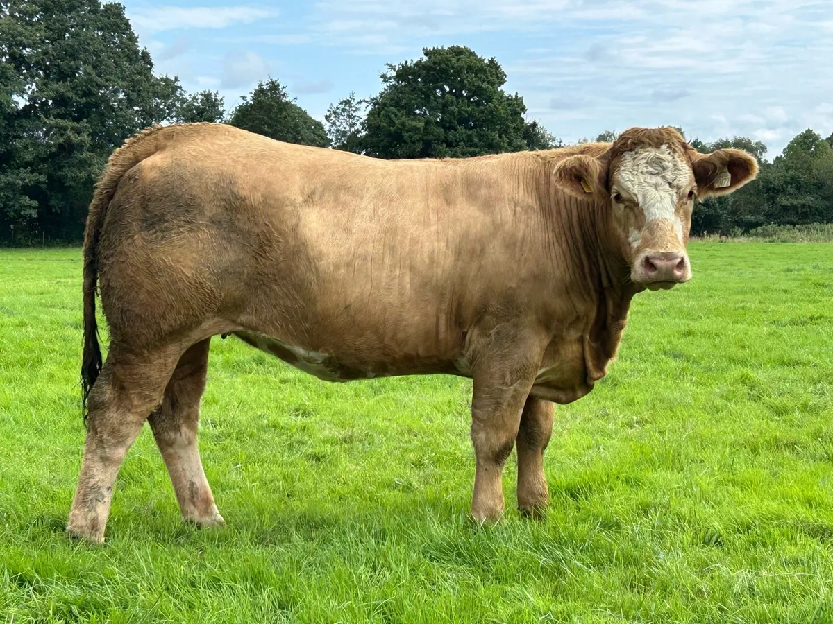 ** Super U and E grade Heifers ** - Image 2