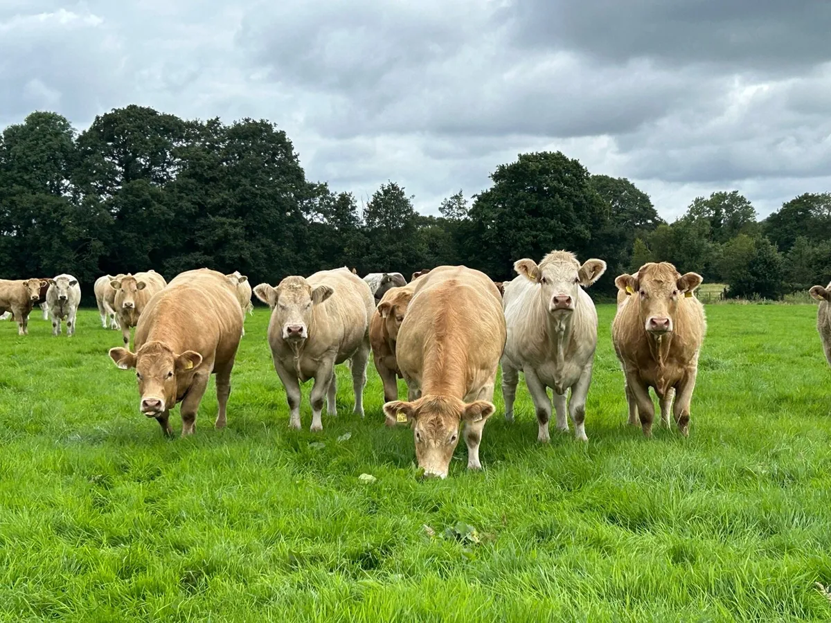 ** Super U and E grade Heifers ** - Image 3
