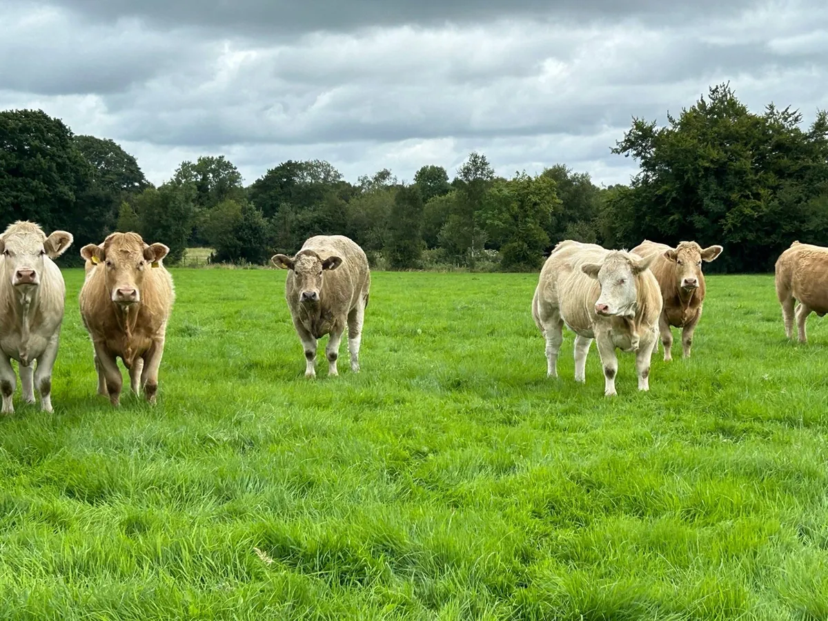 ** Super U and E grade Heifers ** - Image 4