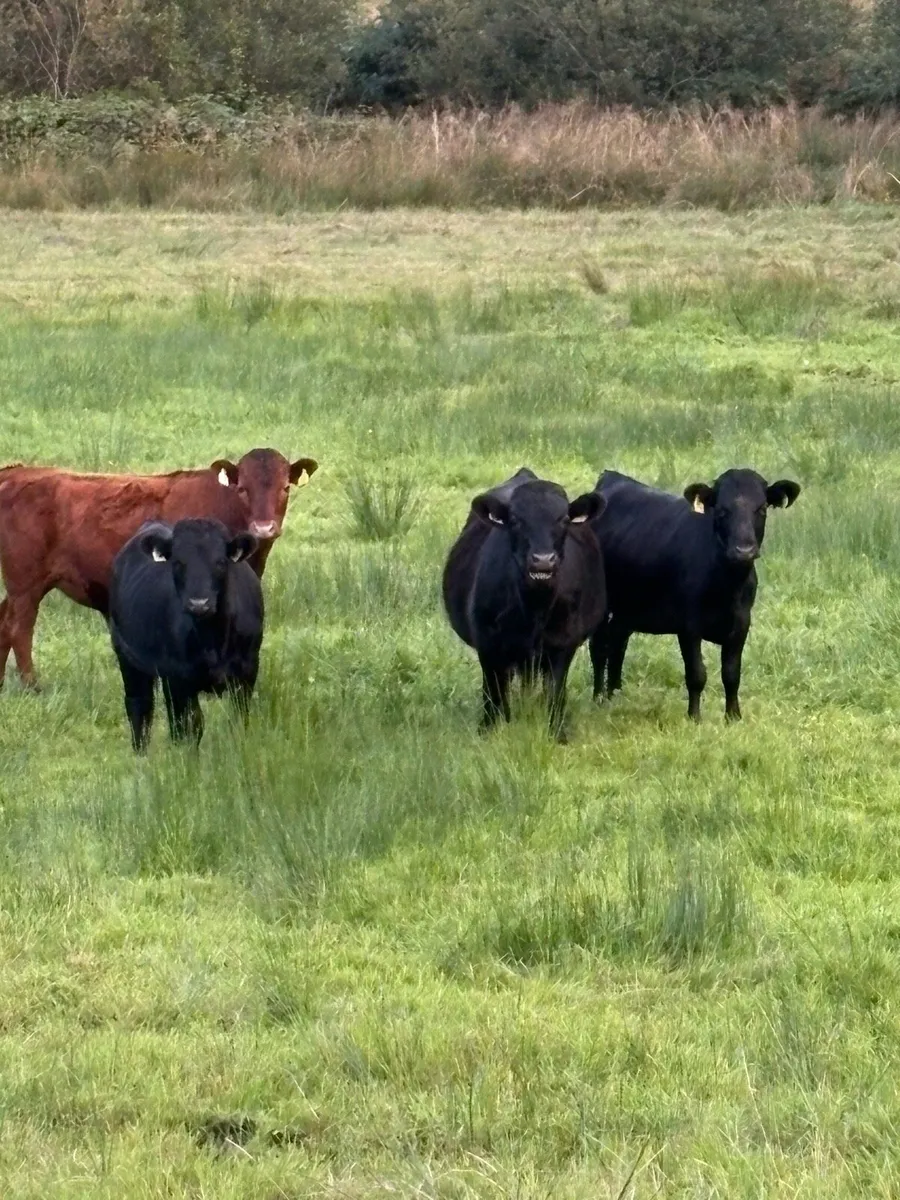 ⭐️⭐️⭐️⭐️⭐️SCEP and organic Dexter heifers - Image 2