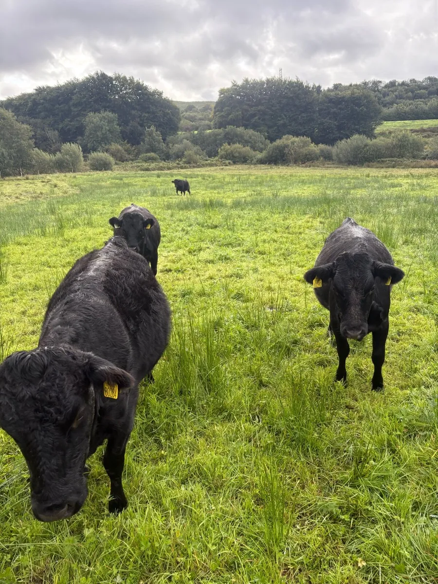 ⭐️⭐️⭐️⭐️⭐️SCEP and organic Dexter heifers - Image 3