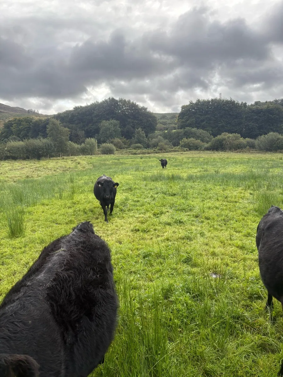 ⭐️⭐️⭐️⭐️⭐️SCEP and organic Dexter heifers - Image 4