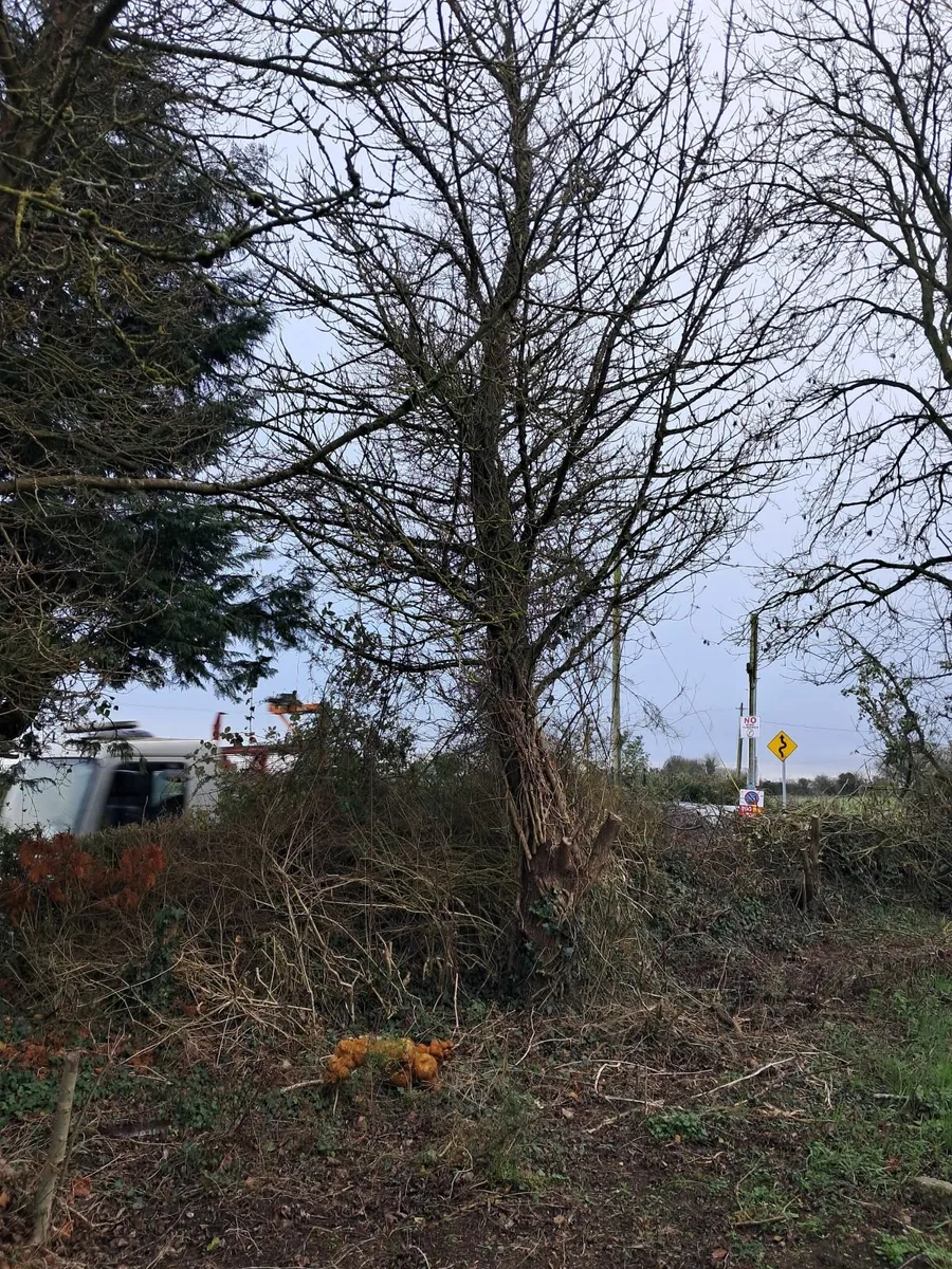Trees for  firewood - Image 2