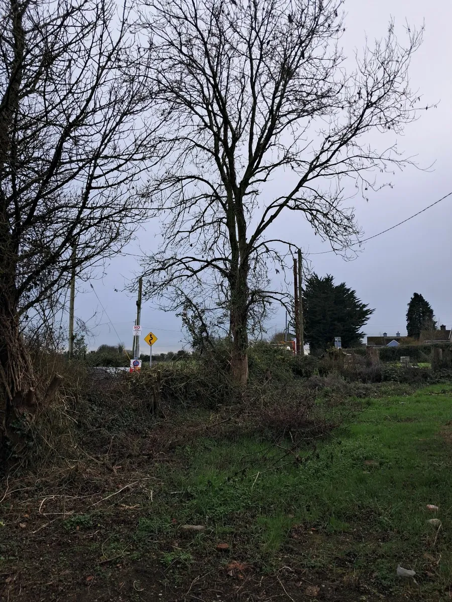 Trees for  firewood - Image 3
