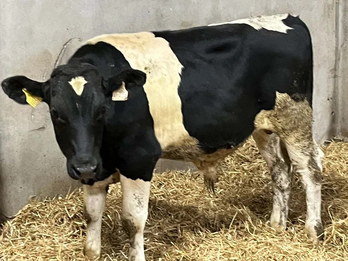 ⭐️ Super British Friesian Bull Weanlings ⭐️ - Image 1