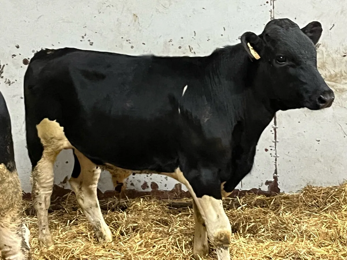 ⭐️ Super British Friesian Bull Weanlings ⭐️ - Image 2