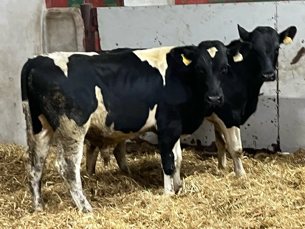 ⭐️ Super British Friesian Bull Weanlings ⭐️ - Image 3