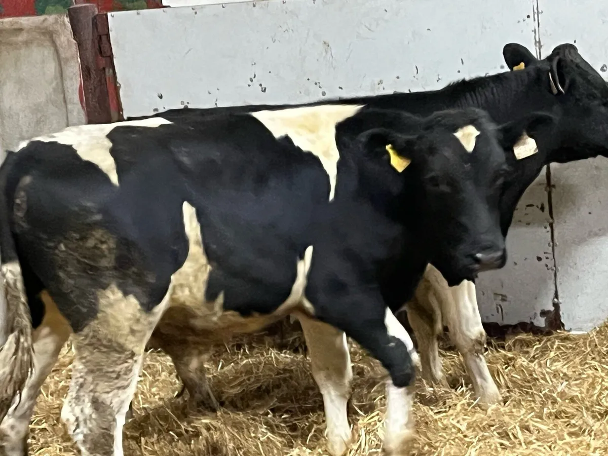 ⭐️ Super British Friesian Bull Weanlings ⭐️ - Image 4