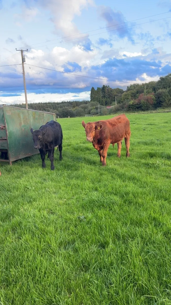 Castlerea  the 11th - Image 2