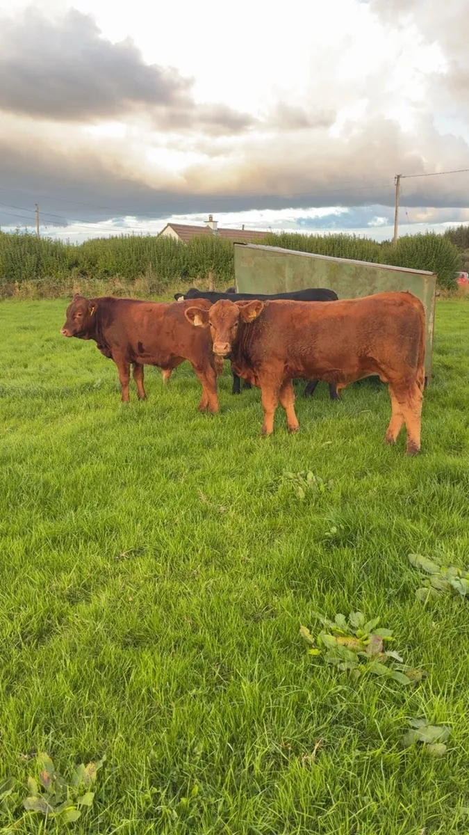 Castlerea  the 11th - Image 3