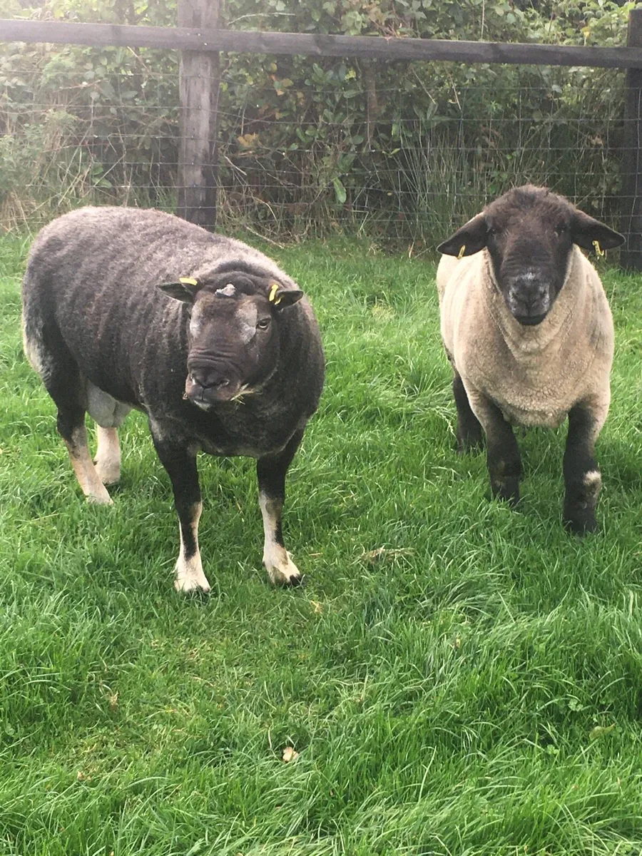 2 Rams - Image 1