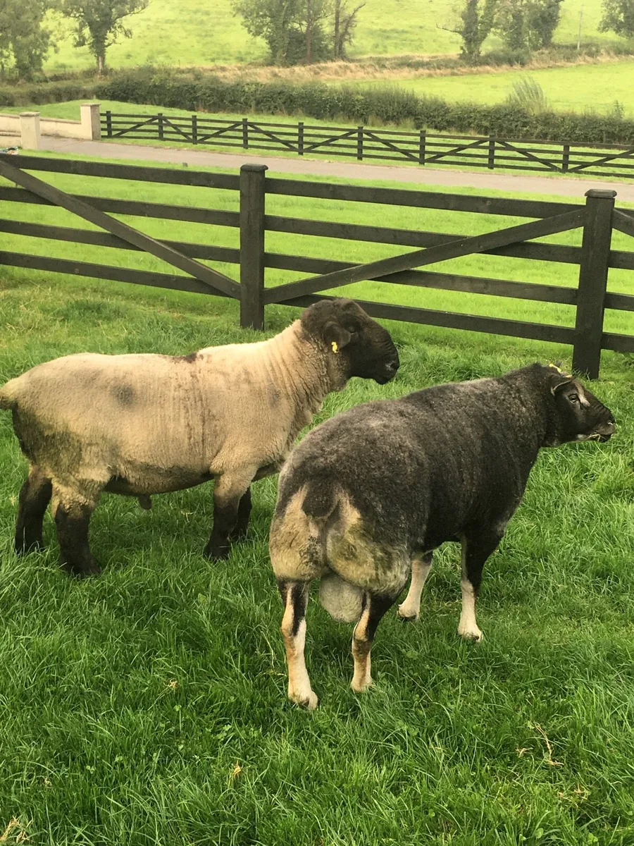 2 Rams - Image 2