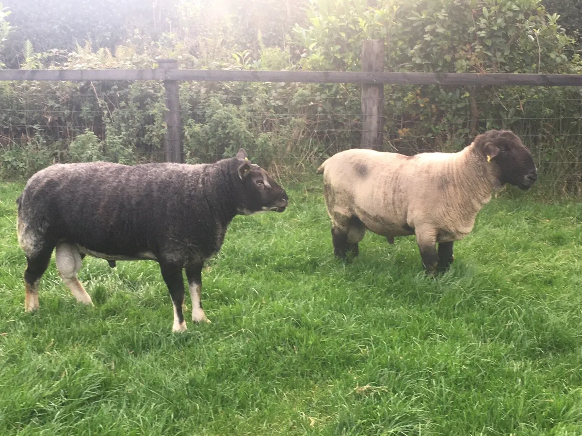 2 Rams - Image 3